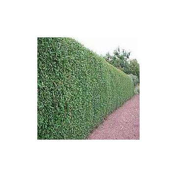 Arbust Ligustrum Ovalifolium (Lemn cainesc)