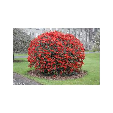 Arbust ornamental gutui japonez Chaenomeles japonica