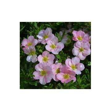 Arbust Potentilla Fruticosa