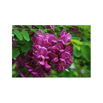 Arbust Robinia pseudoacacia Hispida