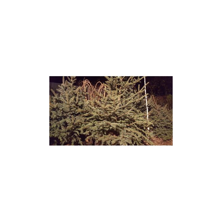 Brazi argintii cu radacina