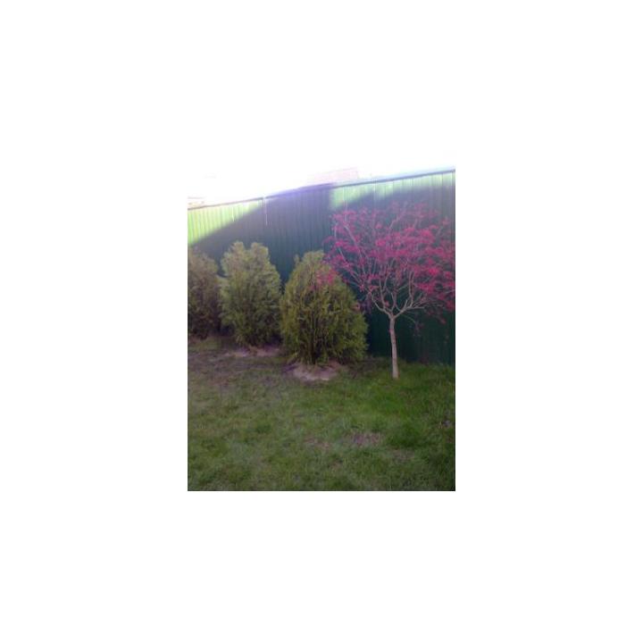 Brazi ornamentali