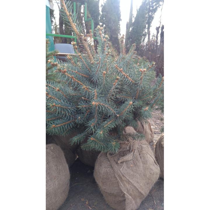 Brazi Picea Punges (semi argintii)