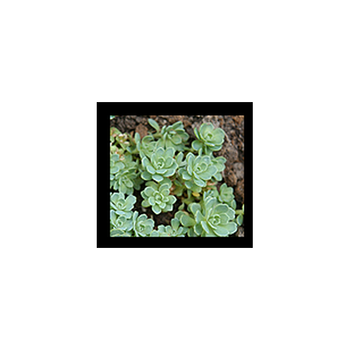 Plante ornamentale