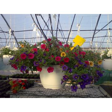 Flori ghiveci Petunia, calibrachoa, verbina