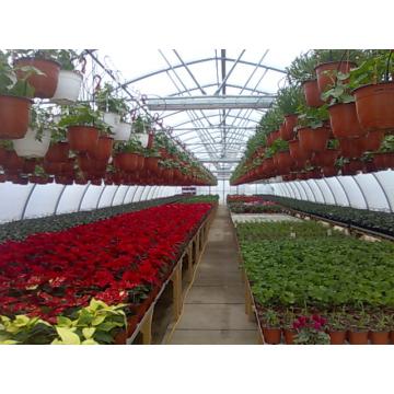 Flori la ghiveci pentru 1 Martie