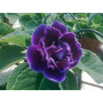 Flori mari batute ghiveci Gloxinia 12 cm