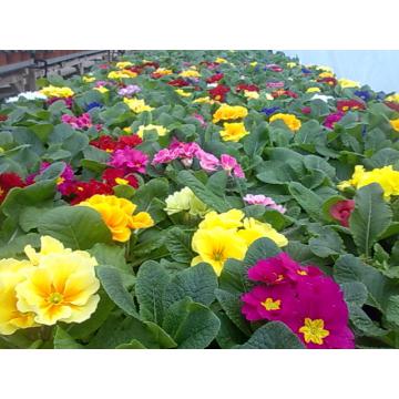 Flori Primule ghiveci 10 cm