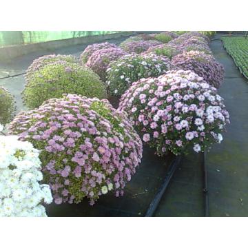 Crizanteme multiflora XXL