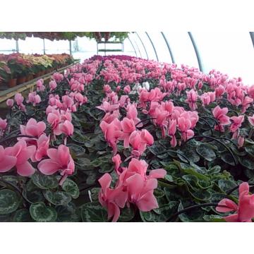 Floare Cyclamen XXL la ghiveci de 15 cm
