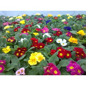 Flori batute Primule mari parfumate