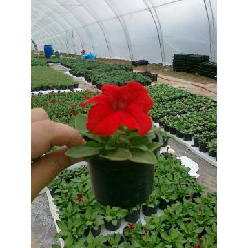 Flori de gradina Craite, portulaca (floare de piatra)