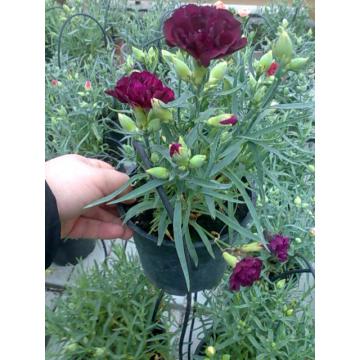 Flori Garofite parfumate la ghiveci