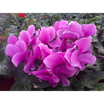 Flori ghiveci Cyclamen Hallios