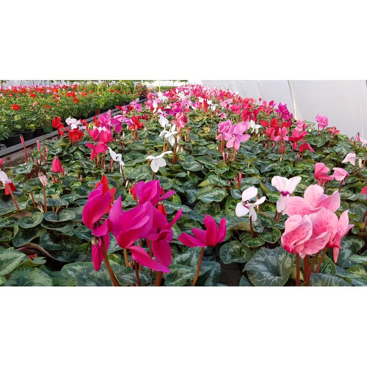 Flori la ghiveci Muscate, Craciunite, Cyclamen