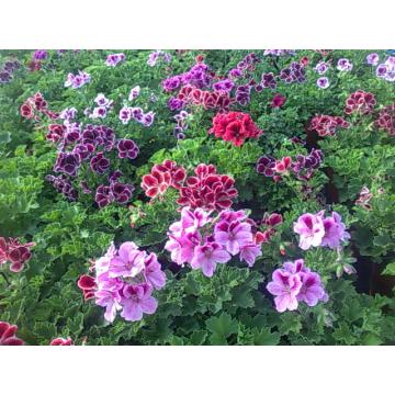 Muscate zonale curgatoare Grandiflora