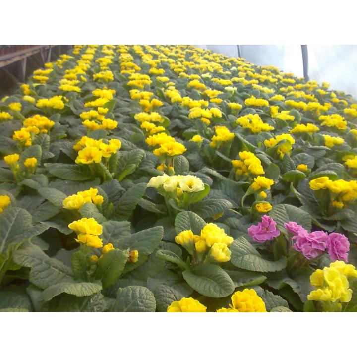 Primule ghiveci 10 cm