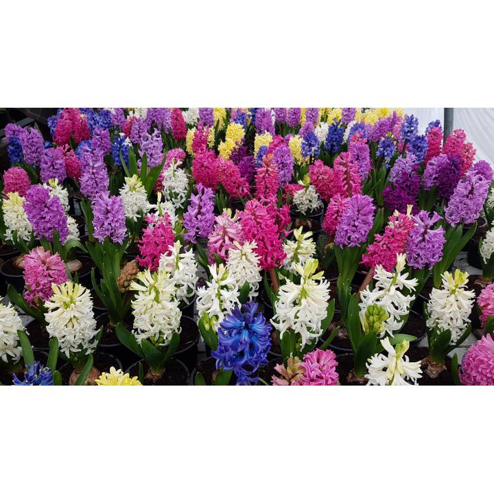 Zambile ghiveci 2017