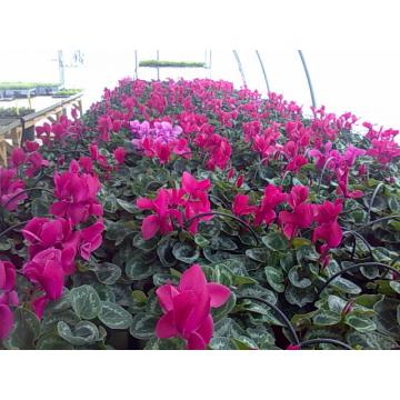 Zambile Primule Cyclamen Producator