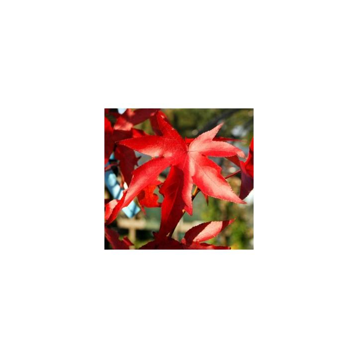 Arbore crocodil (Liquidambar styracifolia)