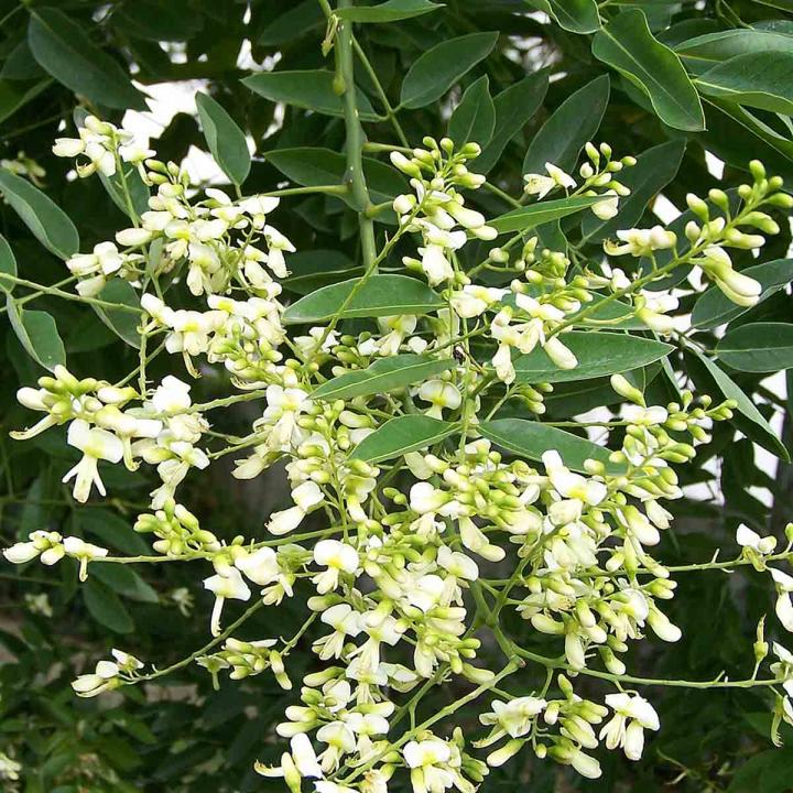 Arbore foios Sofora, salcam japonez (Sophora japonica)
