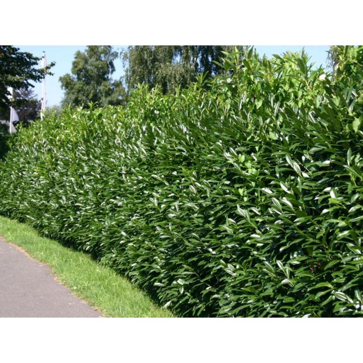 Arbore Laurocires caucasica (Prunus lauracerasus Caucasica)