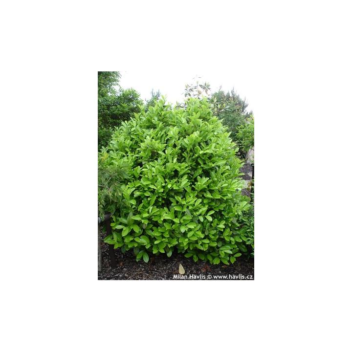Arbore Laurocires rotundifolia (Prunus laur. Rotundifolia)
