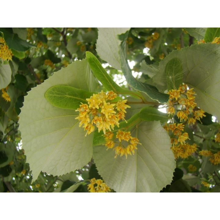 Arbore Tei argintiu (Tilia tomentosa)