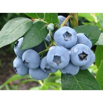 Arbust afin - Vaccinium corymbosum Lateblue
