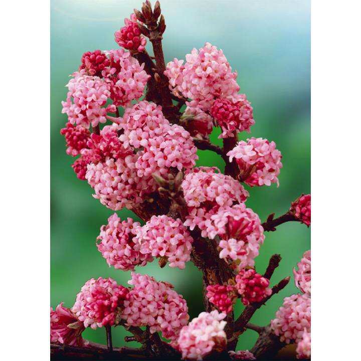 Arbust Calin de iarna (Viburnum x bodnantense Dawn)