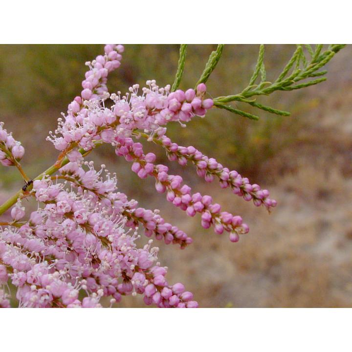 Arbust Catina rosie (Tamarix ramossisima)