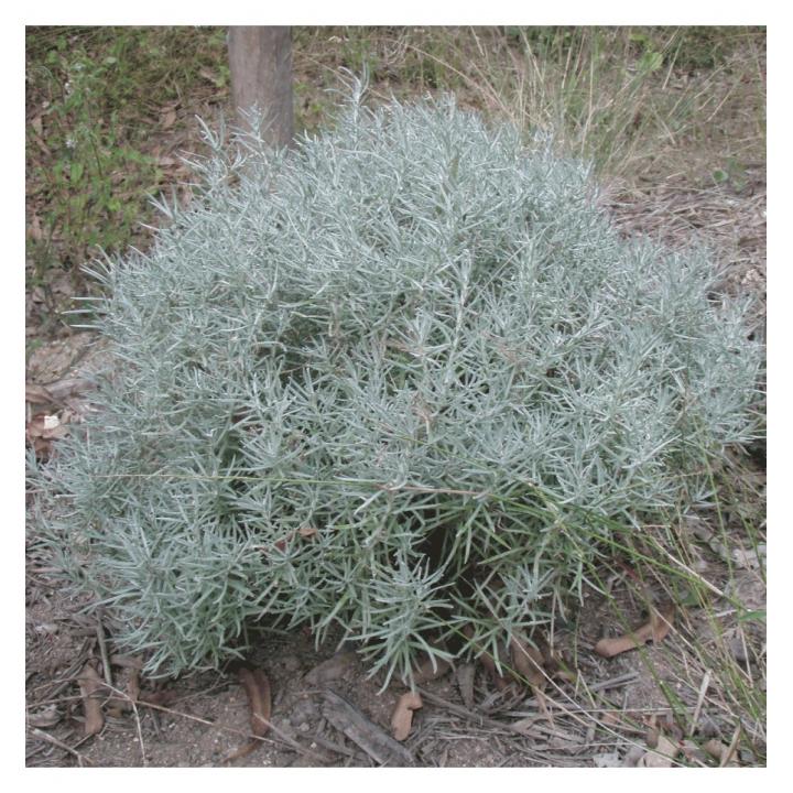 Arbust Curry (Helichrysum compact)