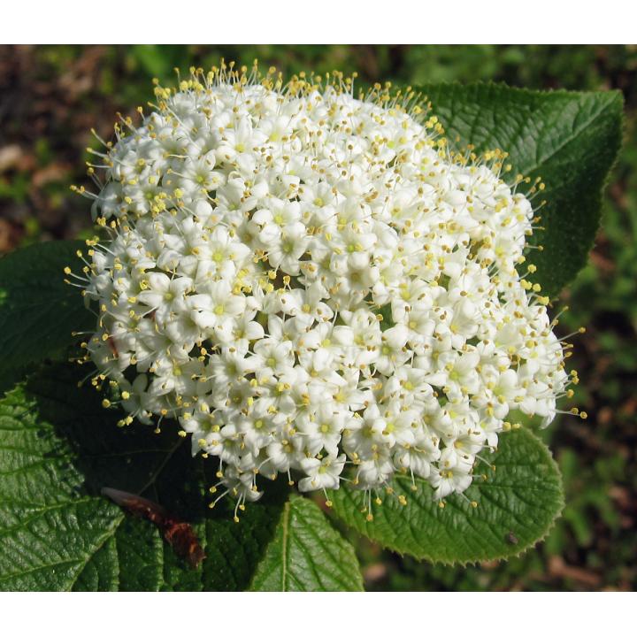 Arbust Darmox (Viburnum lantana)