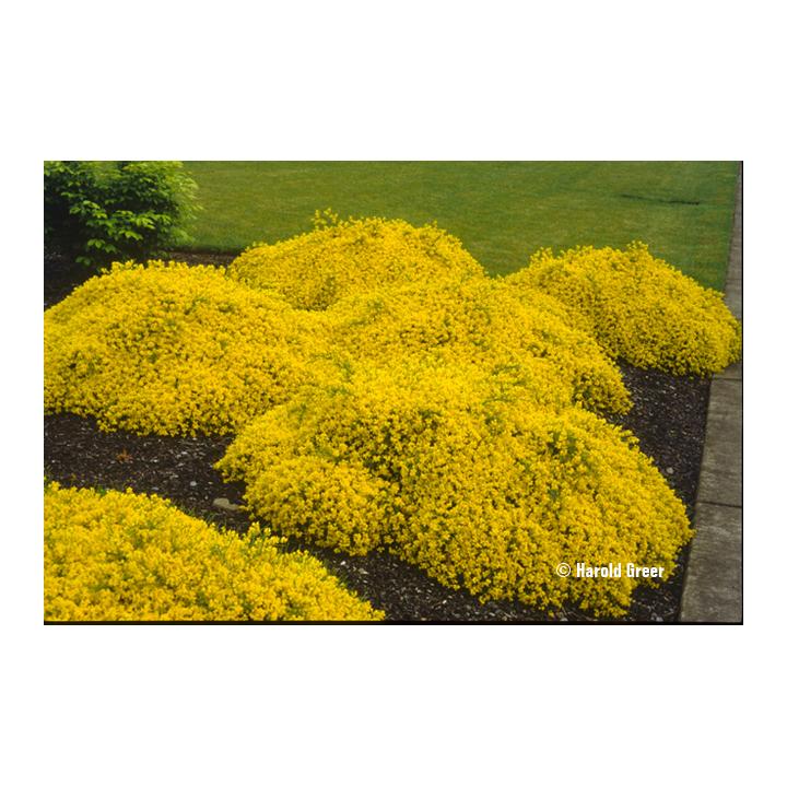 Arbust foios Genista (Genista lydia)