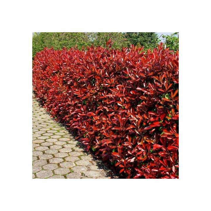 Arbust Fotinie (Photinia fraseri Camilvy)