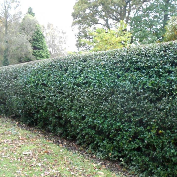Arbust Ilex Alaska (Ilex aquif. Alaska)