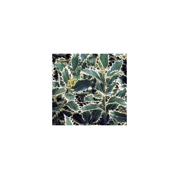 Arbust Ilex argintiu (Ilex aquif. Silver Queen)