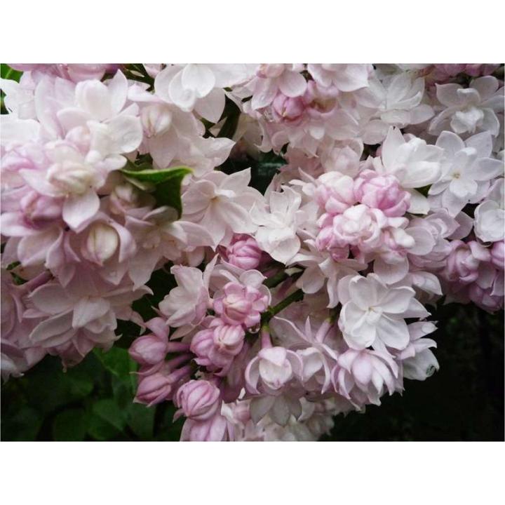 Arbust Liliac frumusetea Moscovei Syringa v Beauty of Moscow
