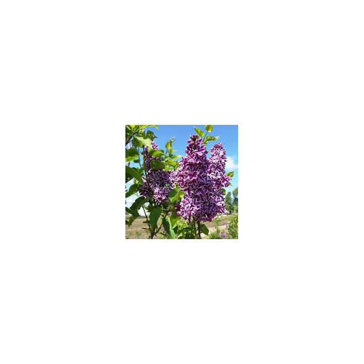 Arbust Liliac mov cu alb (Syringa vulg. Sensation)