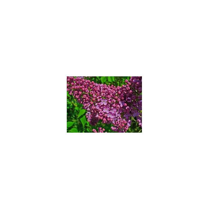 Arbust Liliac (Syringa vulgaris)