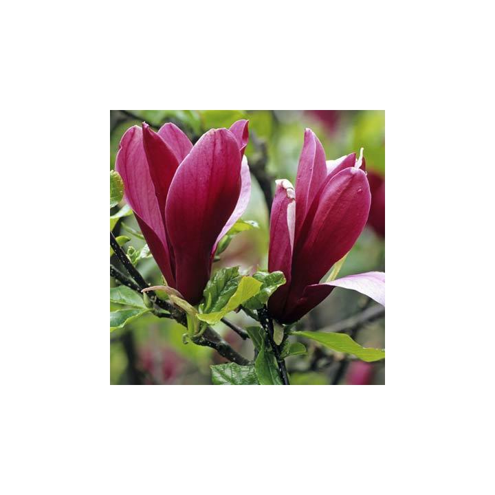 Arbust Magnolia mov (Magnolia liliflora Nigra)