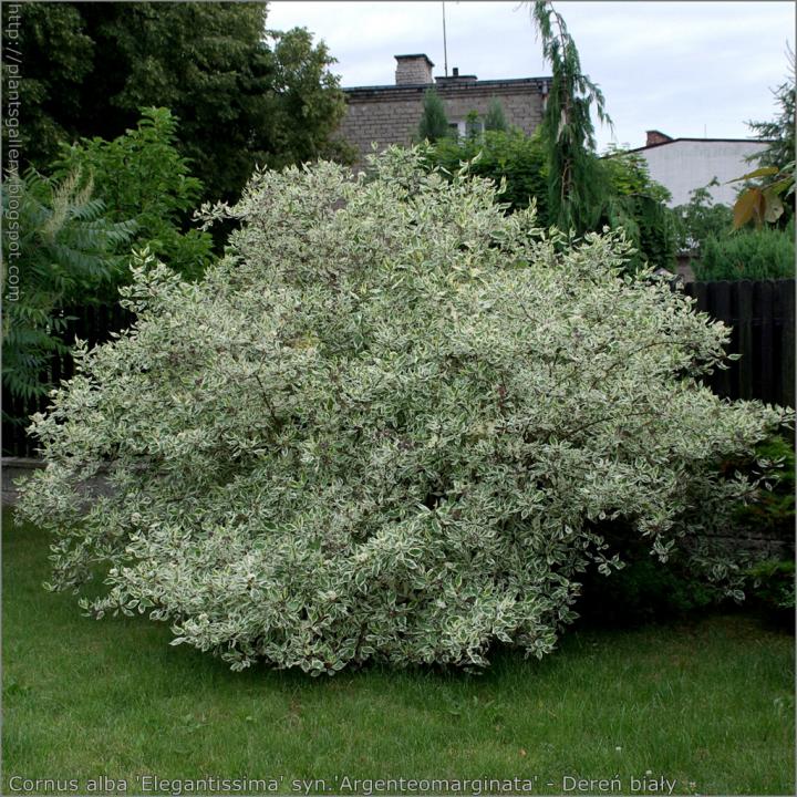 Arbust Sanger decorativ (Cornus alba argenteo margenata)