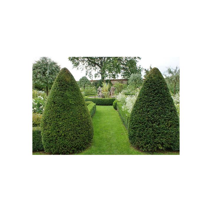 Arbust Tisa (Taxus baccata)