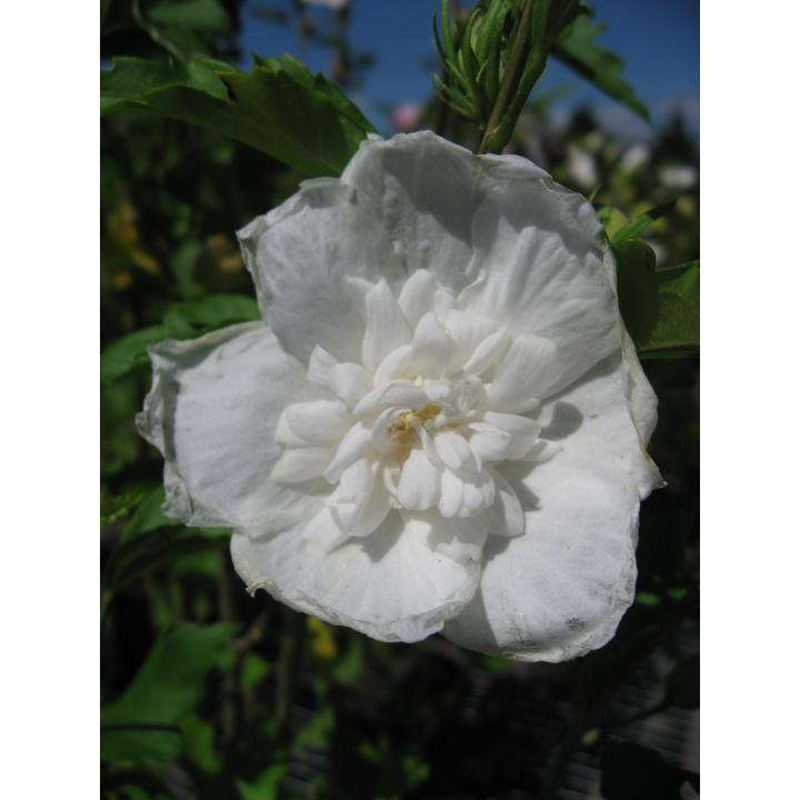 Arbust Trandafir chinezesc (Hibiscus syriacus White)