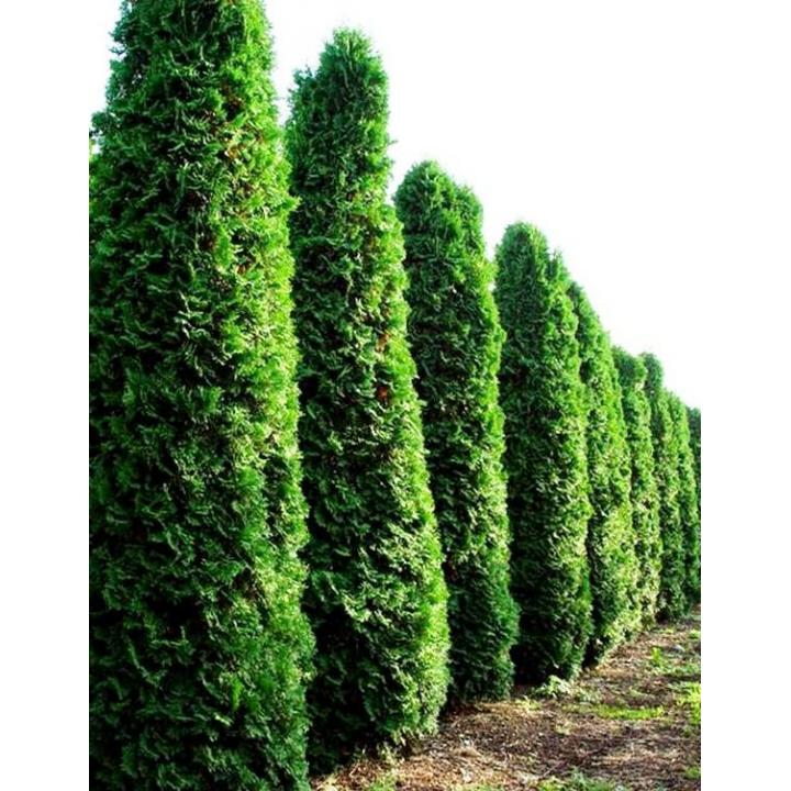 Arbust Tuia columnara (Thuja occ. Fastigiata)