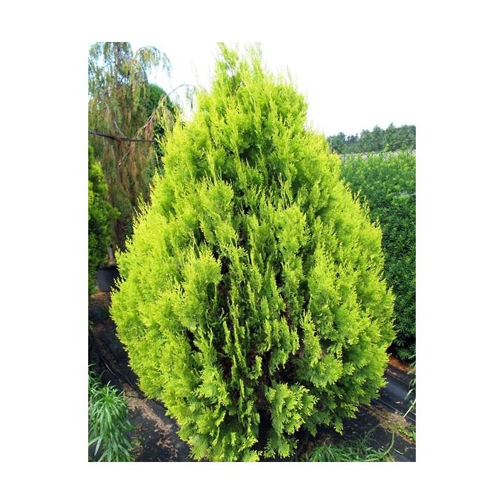 Arbust Tuia galbena (Platycladus Pyramidalis Aurea)