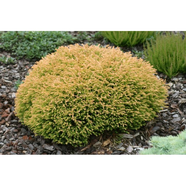 Arbust Tuia galbena (Thuja occ. Golden Tuffet)