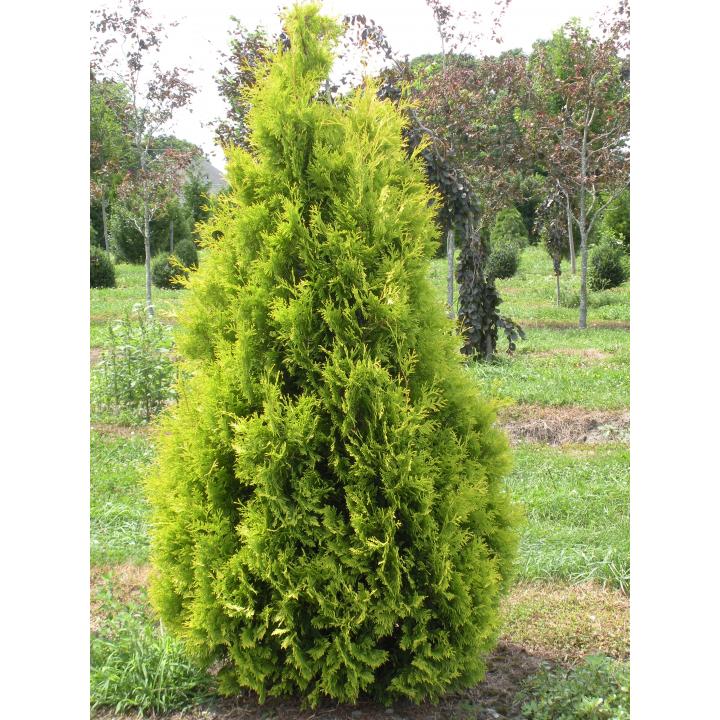 Arbust Tuia galbena (Thuja occ. Yellow Ribbon)