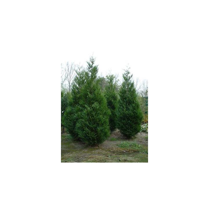 Arbust Tuia gigant (Thuja plicata Atrovirens)