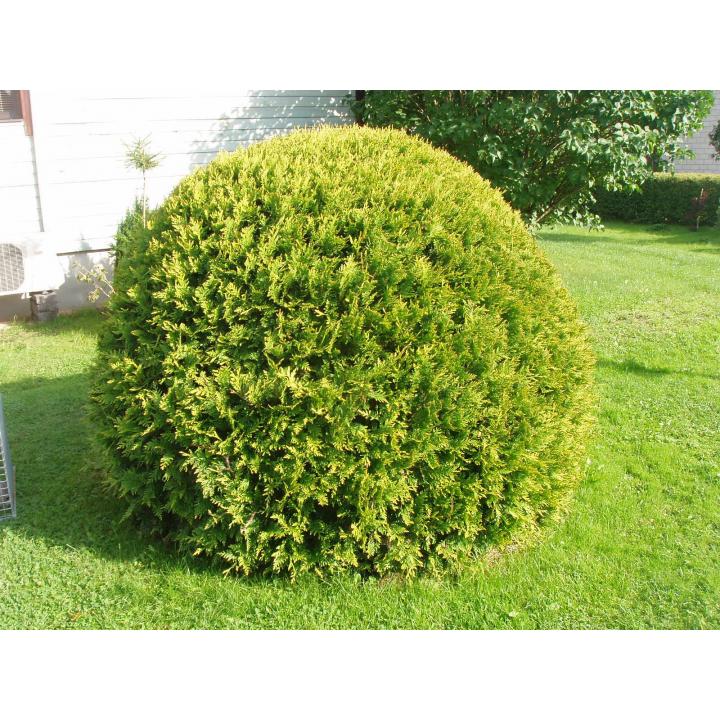 Arbust Tuia glob galbena (Thuja occ. Golden Globe)